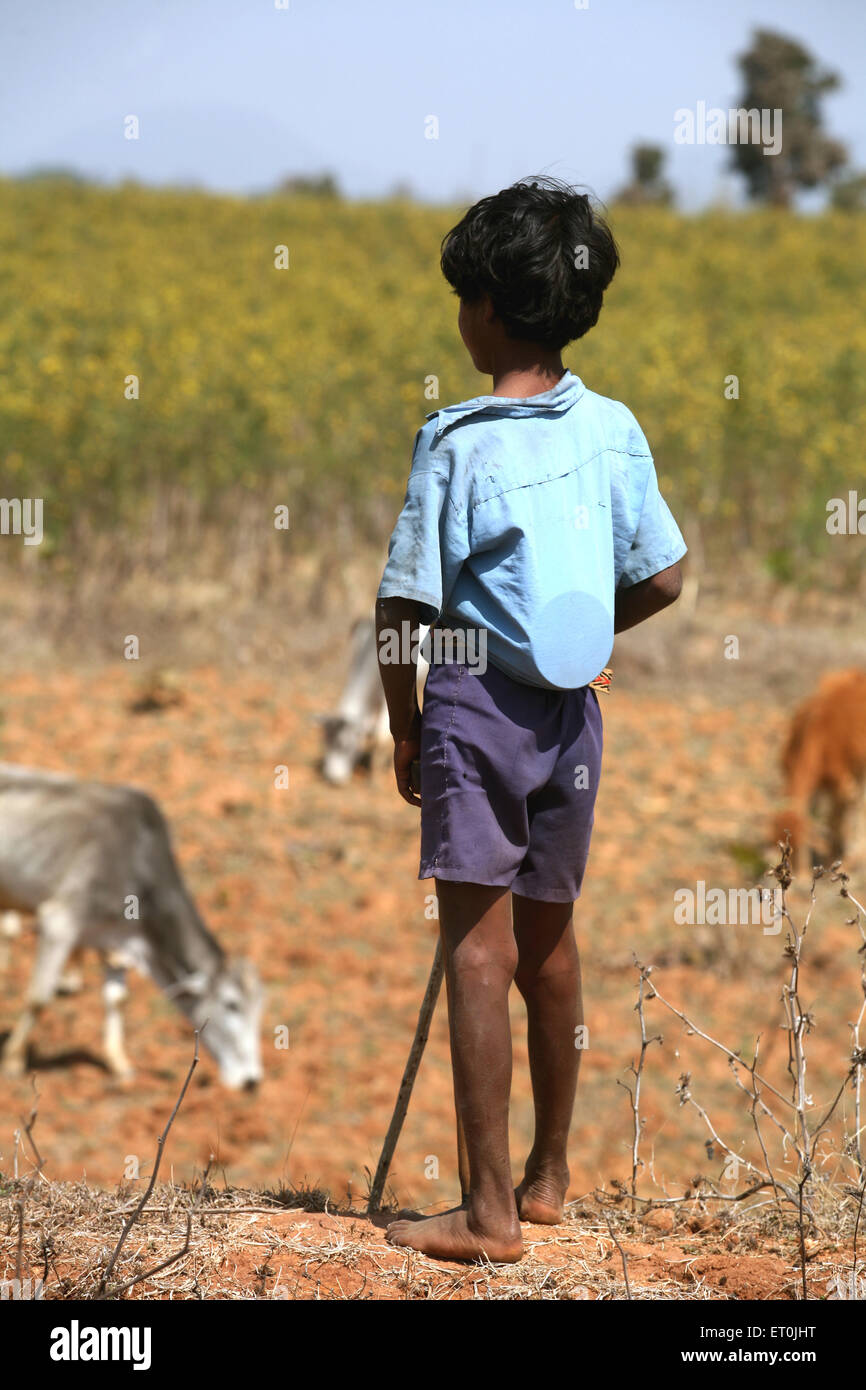 Boy guarding cows grazing, Ranchi, Jharkhand, India, Asia Stock Photo