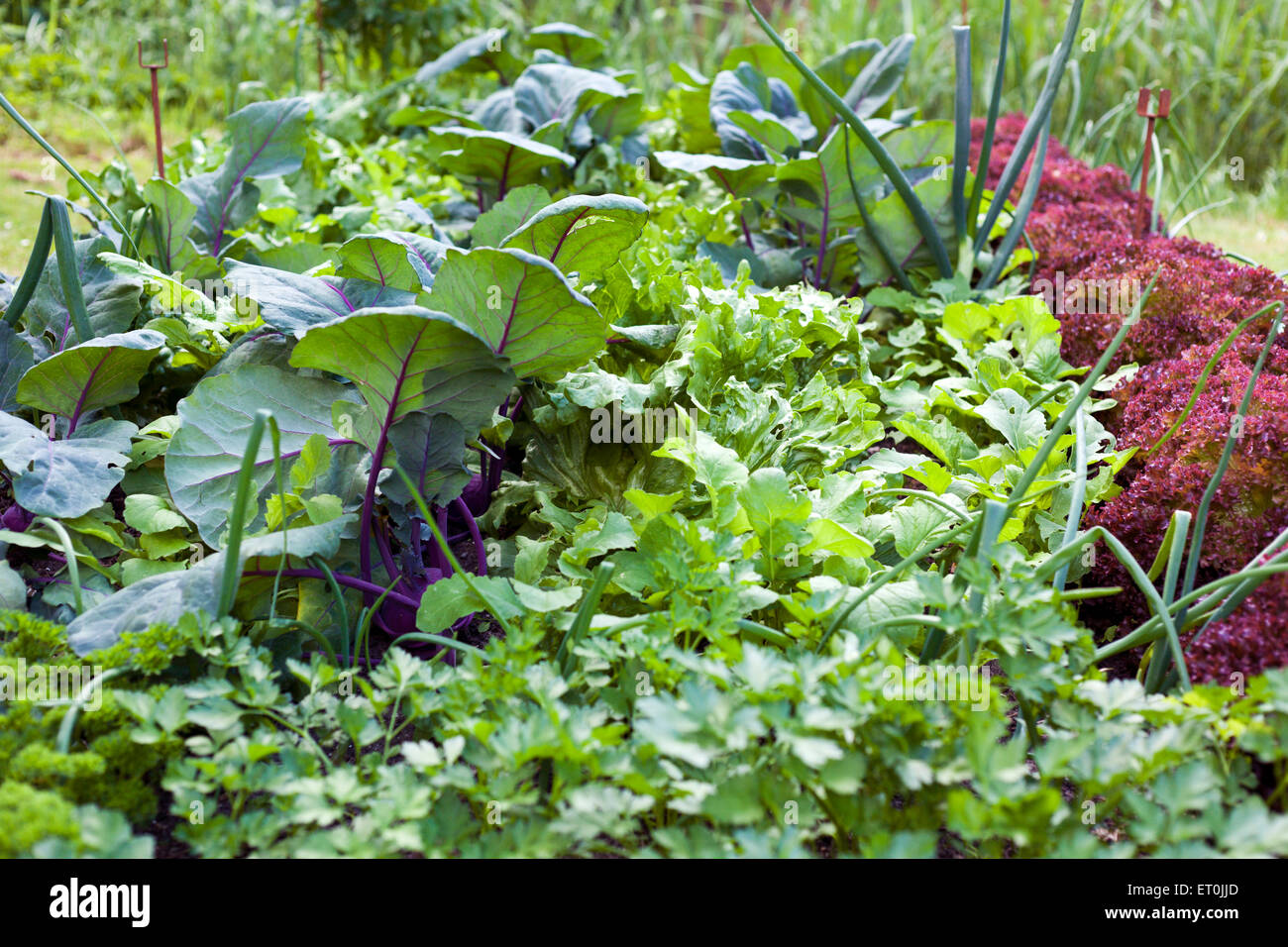 Vegetable garden with parsley, radicchio, lettuce, turnip, leek Stock Photo