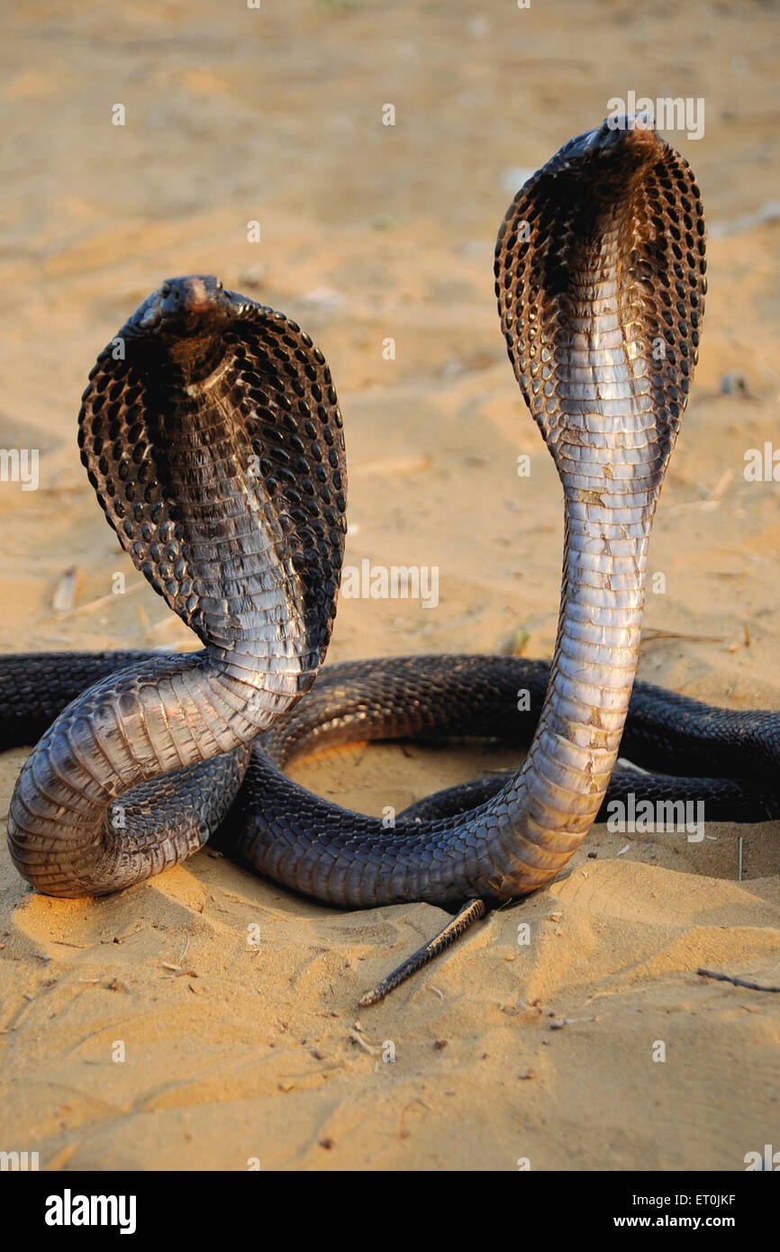 Reptiles ; pair of cobra snakes in aggressive position ; Pushkar fair ; Rajasthan ; India Stock Photo
