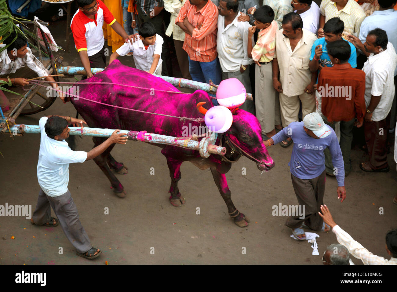 Bullock cart during celebration immersion of Lord Ganesh ; Sangli ; Maharashtra ; India Stock Photo