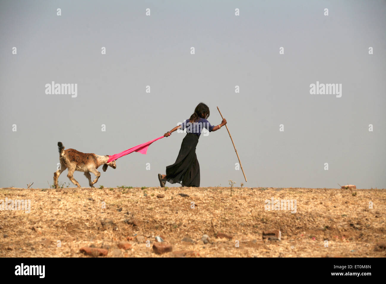 Small girl and her goat in Bhopal ; Madhya Pradesh ; India Stock Photo