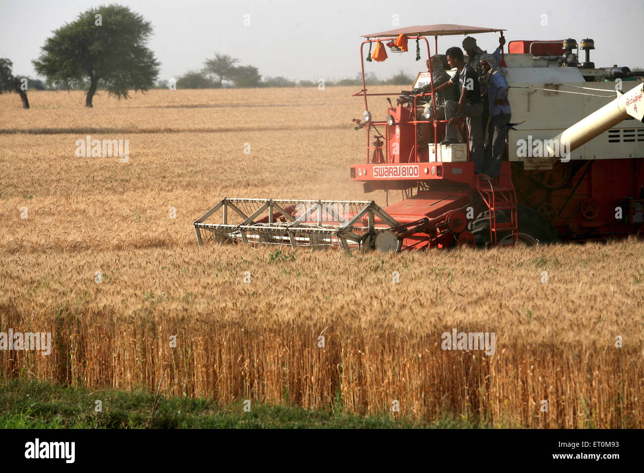 Combine harvester operated by group of farmers harvesting golden wheat