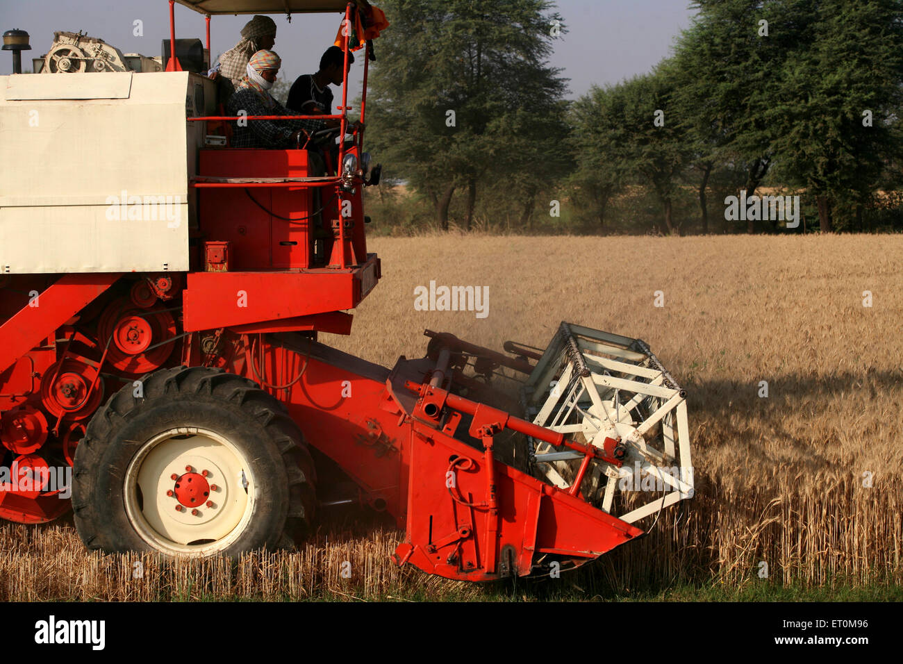 Combine harvester being operated by group of farmers harvesting golden