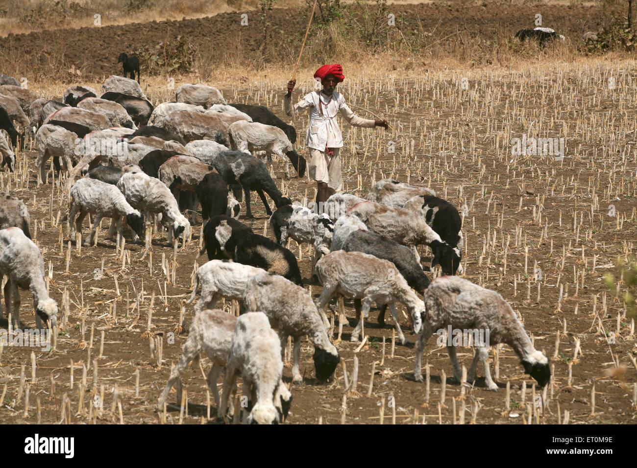 Nomad grazing herd of sheep in barren fields in Bhopal ; Madhya Pradesh ; India Stock Photo