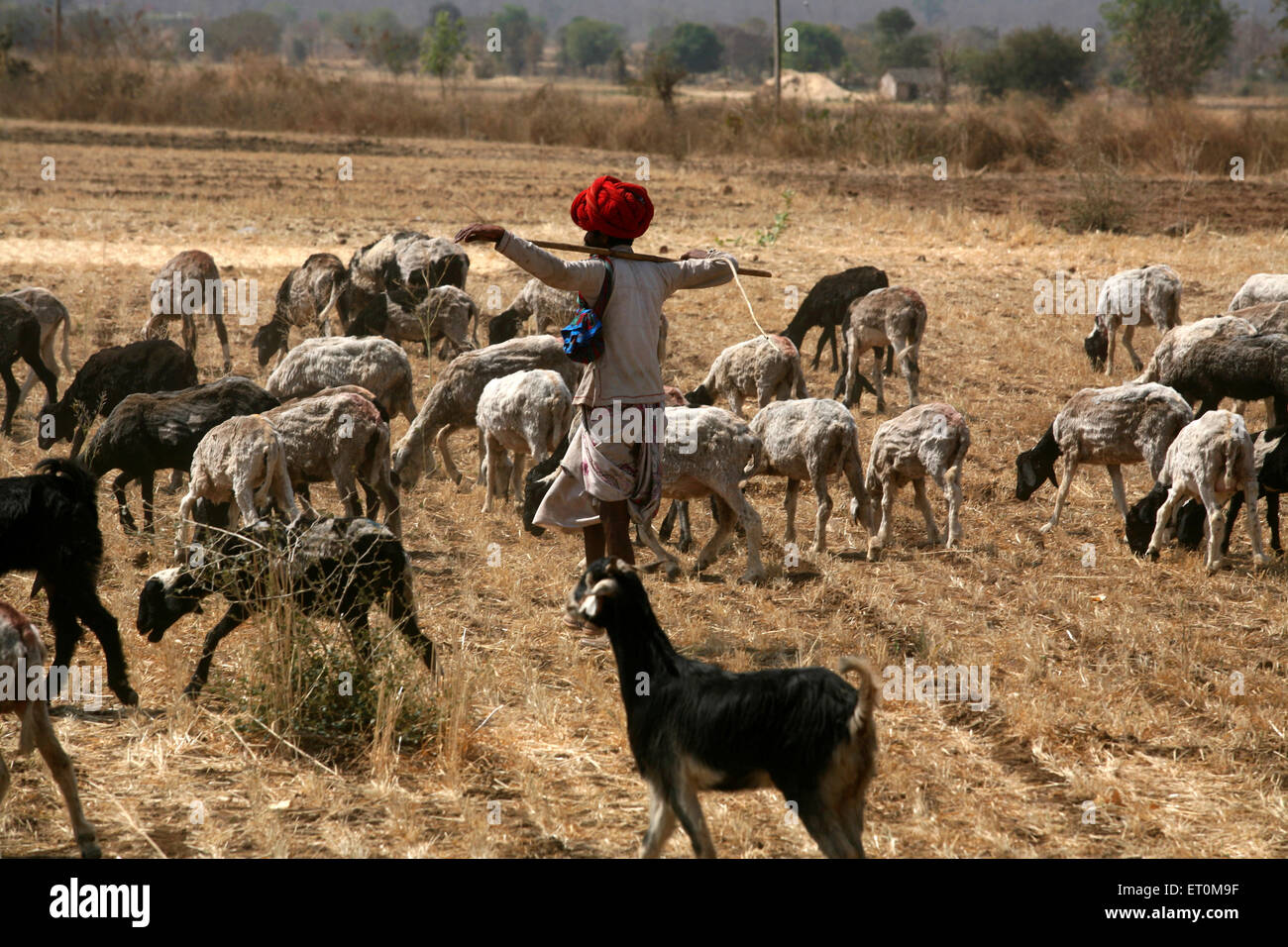 Nomad grazing herd of sheep in barren fields in Bhopal ; Madhya Pradesh ; India Stock Photo