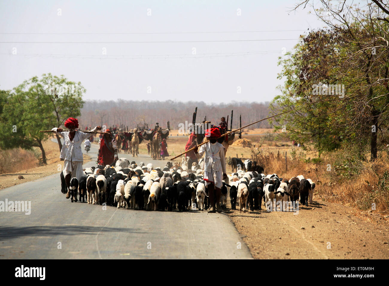 Group of nomads with herds of sheep and camels on Bhopal highway in Madhya Pradesh ; India Stock Photo