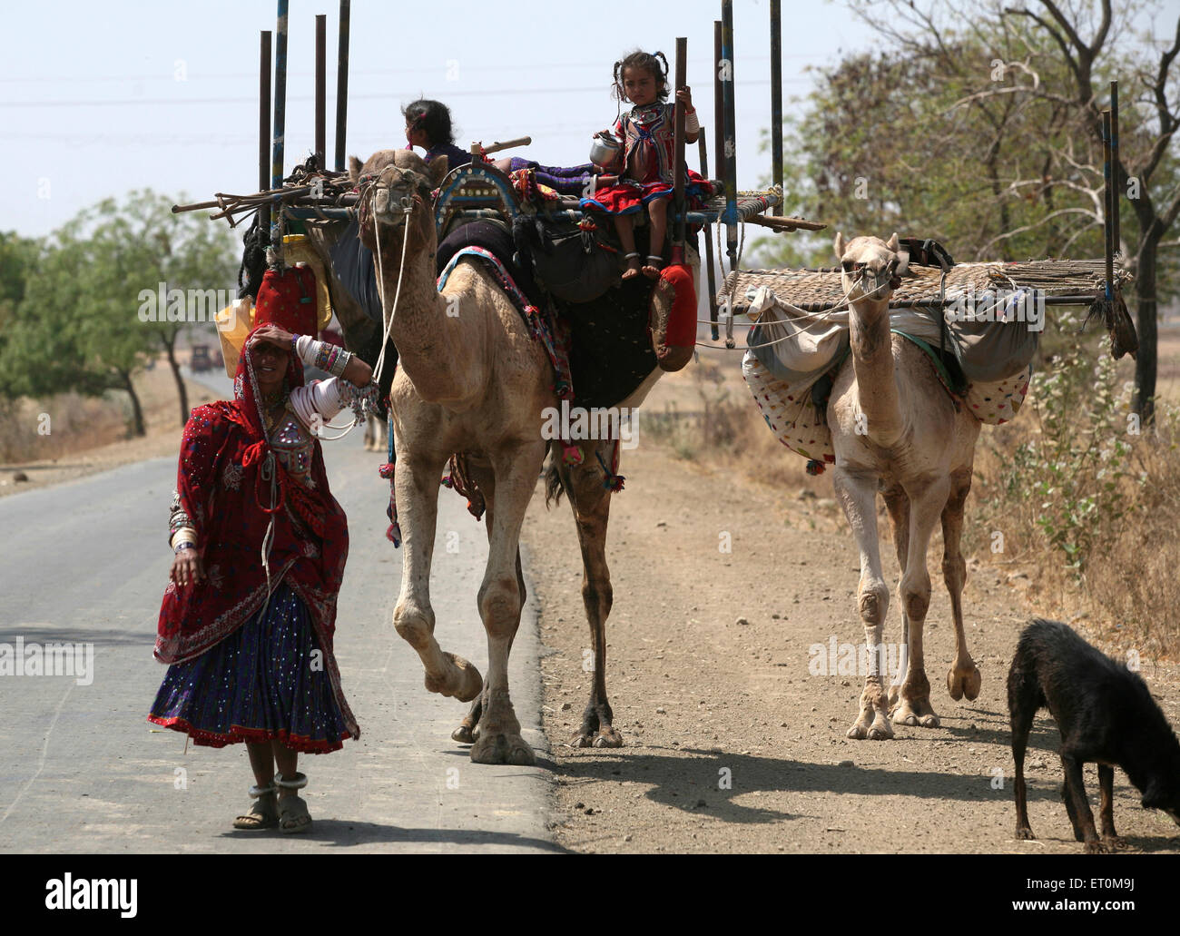 Nomad woman in traditional colourful dress with lots of jewellery walking with camel carrying household stocks and children Stock Photo