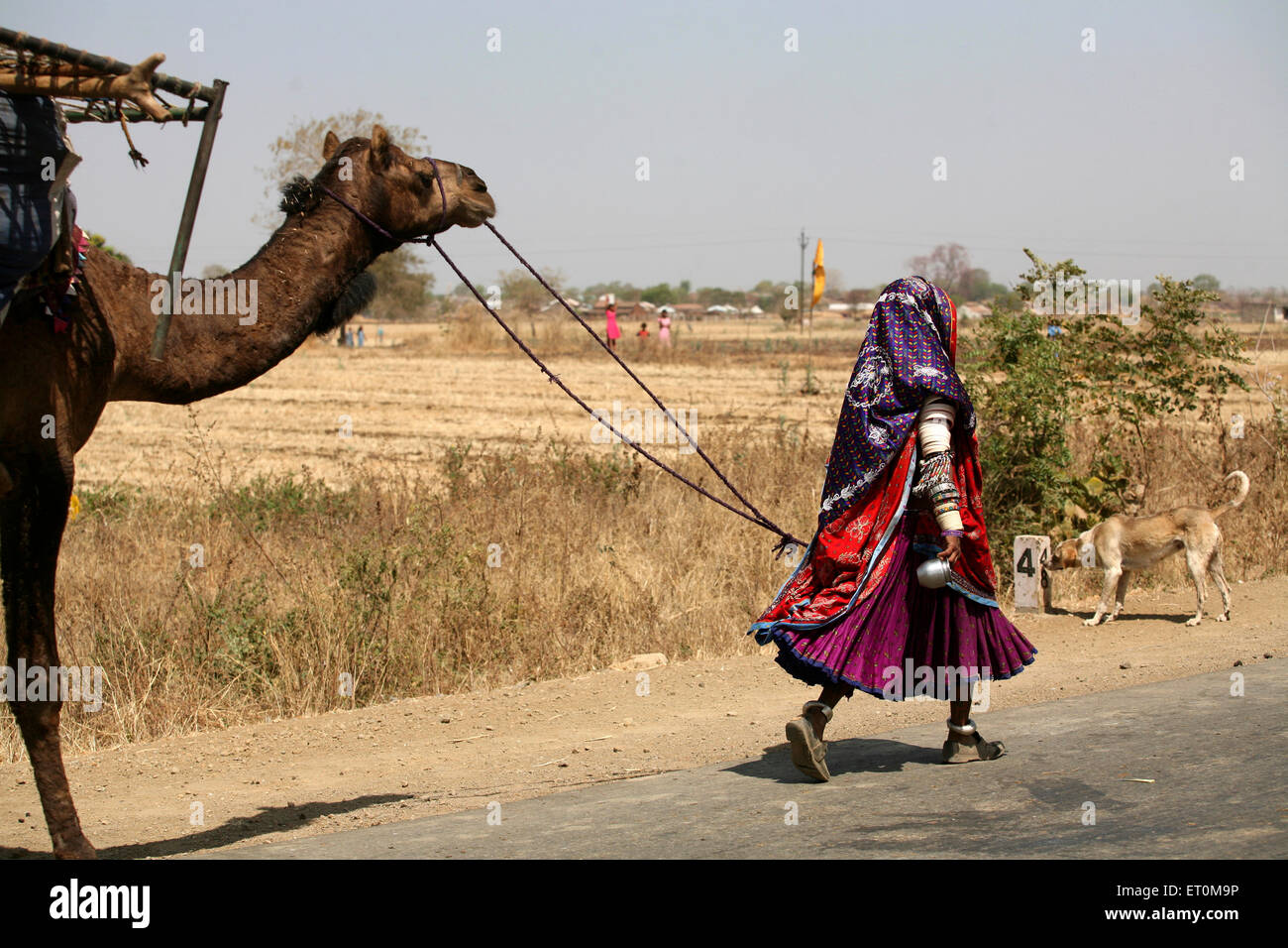 Nomad woman in traditional colourful dress with lots of jewellery walking with camel carrying household stocks Bhopal Stock Photo