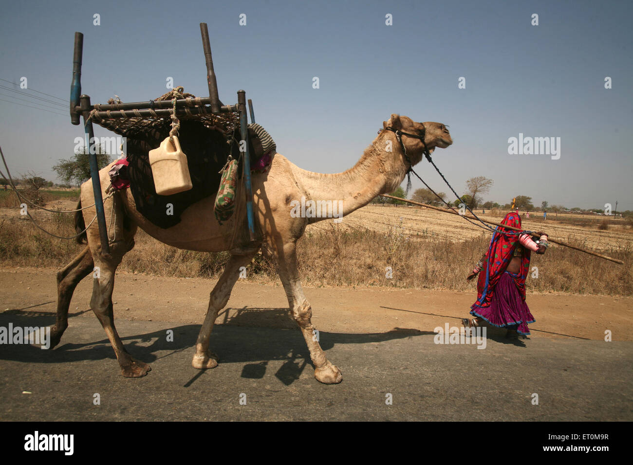 Nomad woman in traditional colourful dress with lots of jewellery walking with camel carrying household stocks Bhopal Stock Photo