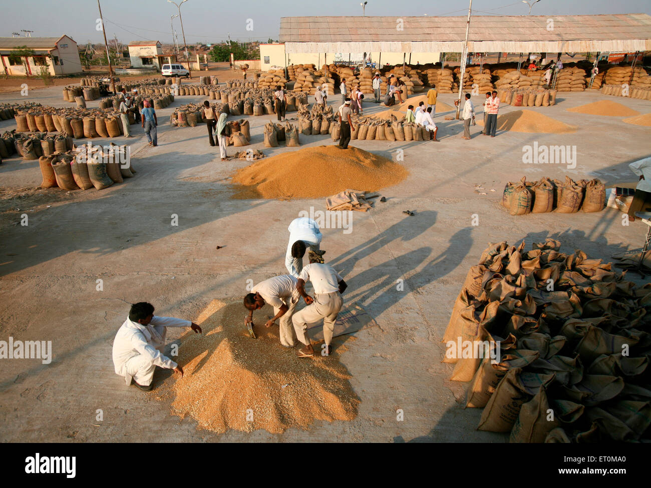Worker filling up sacks with food grains market at Harsud Mandi near Khandwa Bhopal Madhya Pradesh India Stock Photo