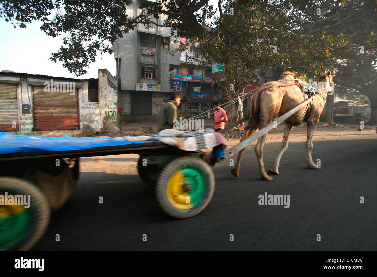 Camel pulling cart on highway towards Ahmedabad ; Gujarat ; India Stock Photo