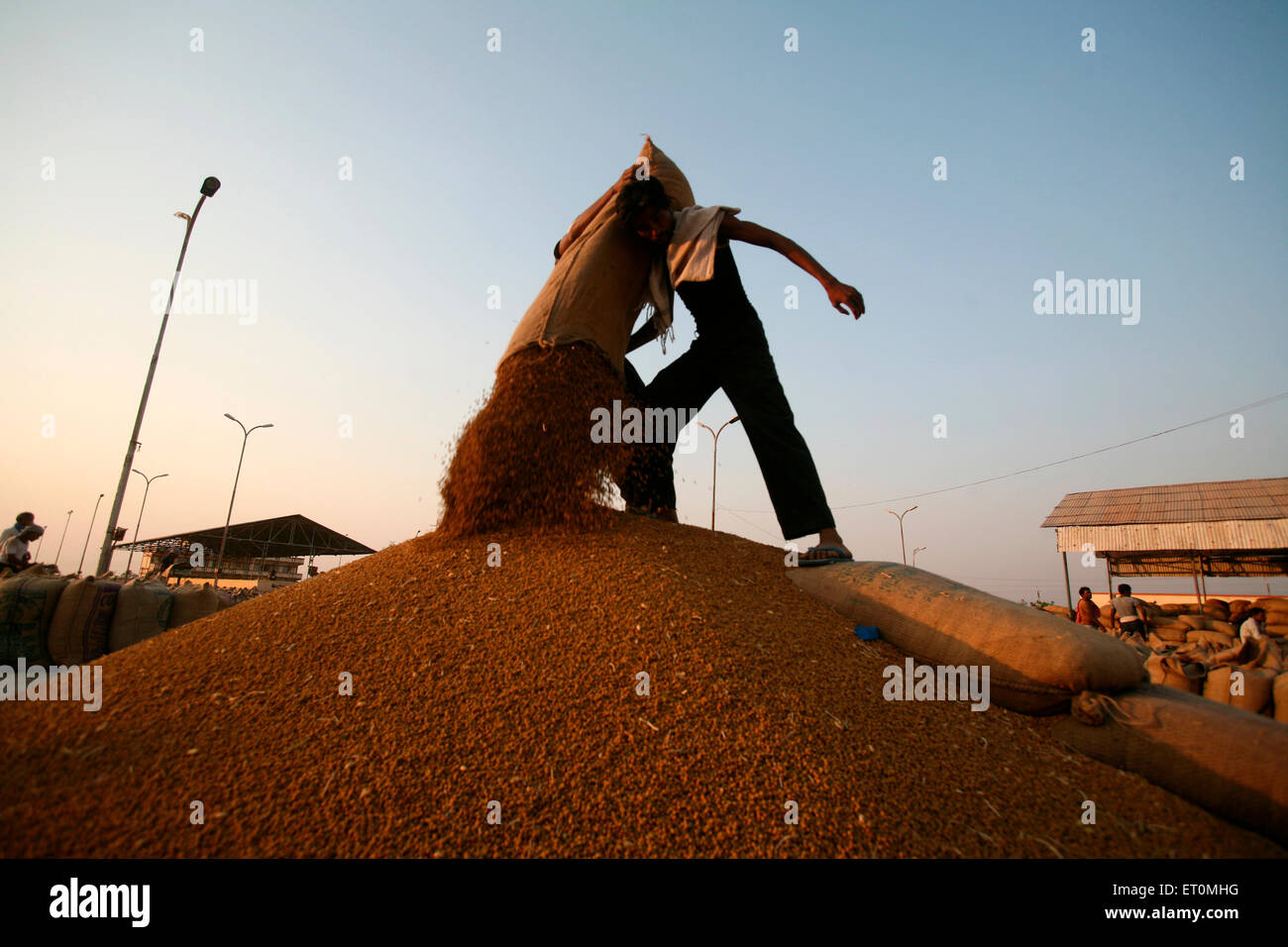 Workers emptying wheat from jute bag at Harsud Mandi ; food grains market in Bhopal ; Madhya Pradesh ; India Stock Photo