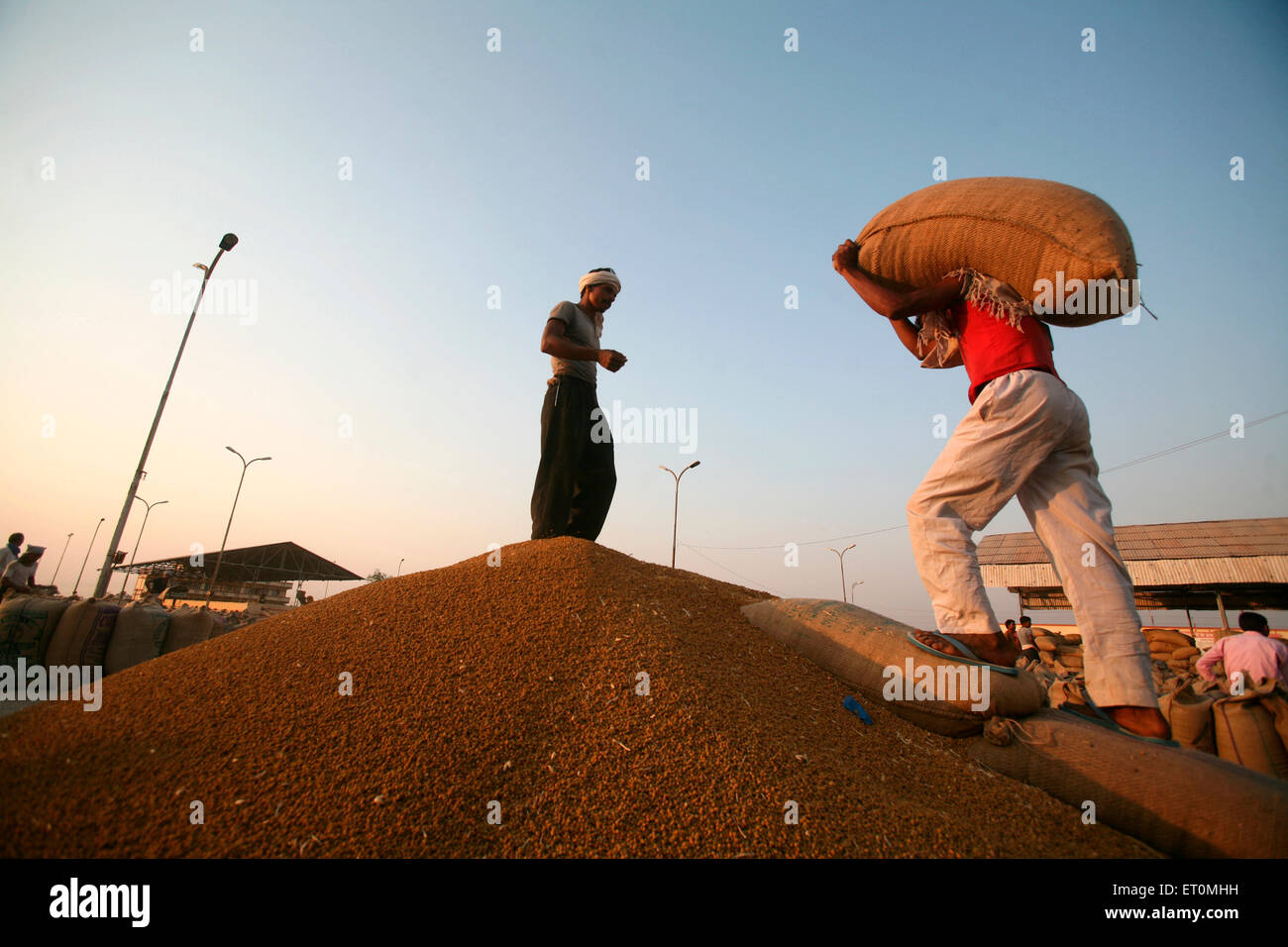 Worker carrying jute bag containing wheat at Harsud Mandi ; food grains market in Bhopal ; Madhya Pradesh ; India Stock Photo