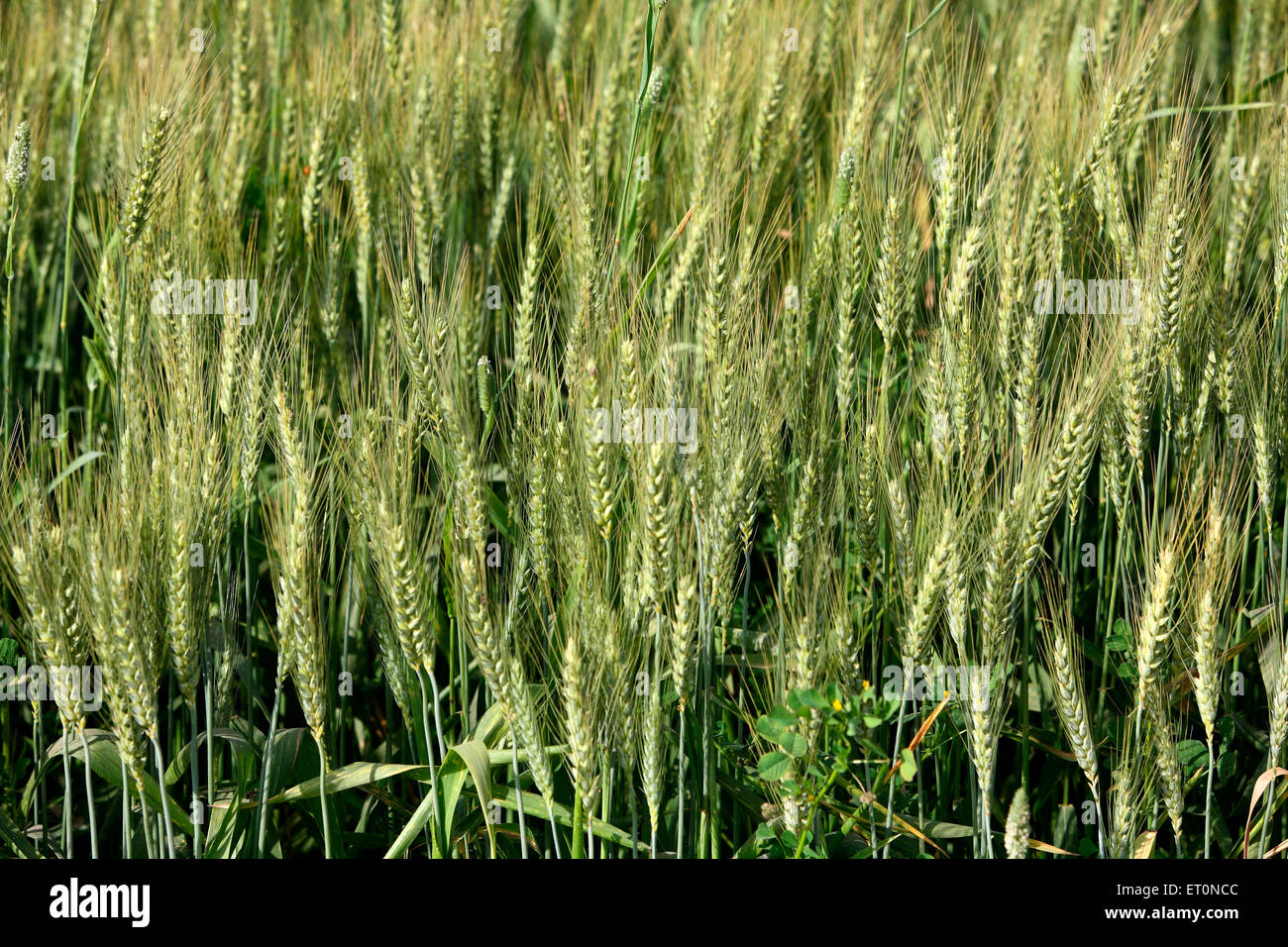 wheat field, wheat crop, wheat cultivation, Punjab, India Stock Photo ...