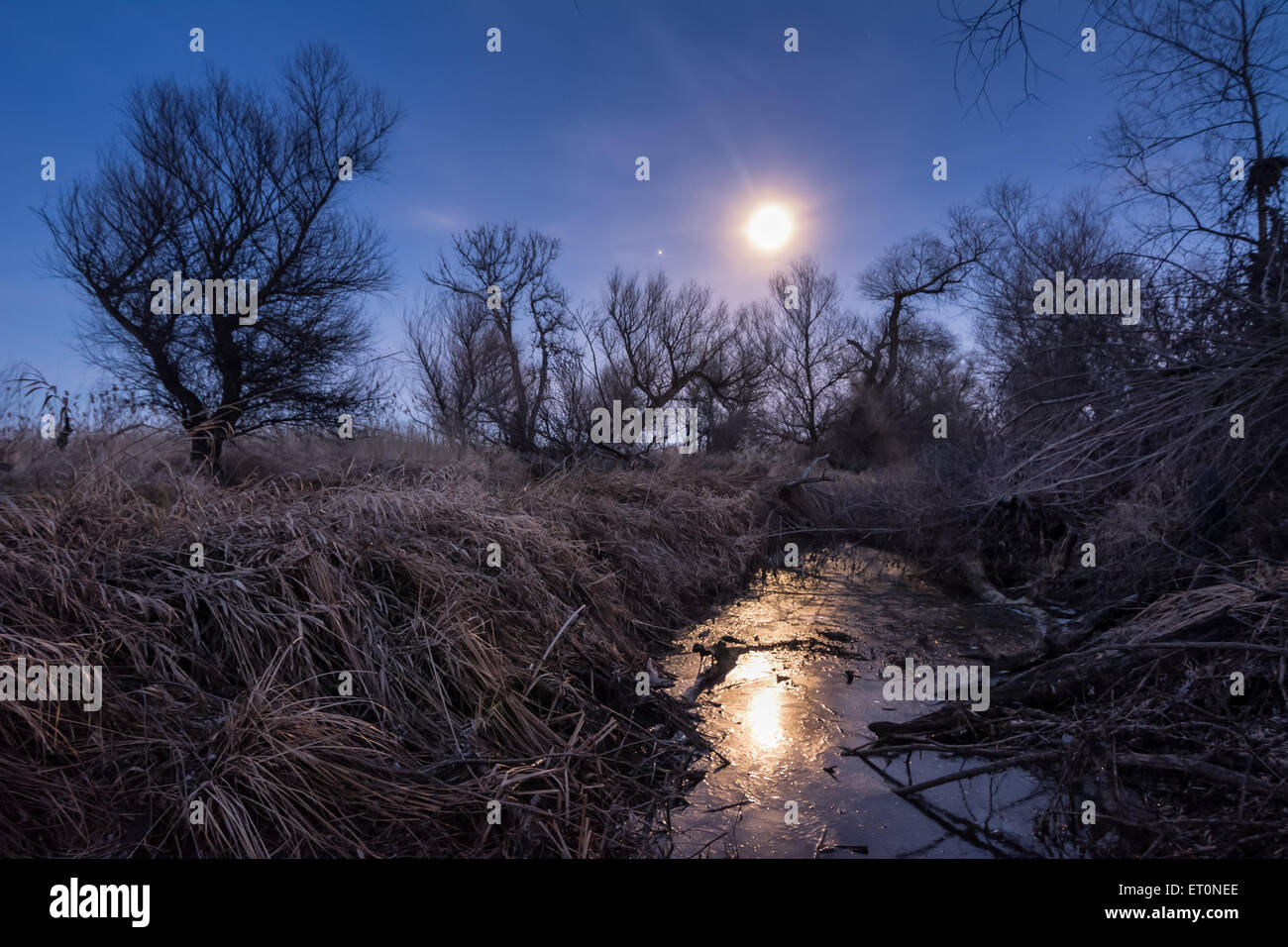 Unusual full moon night light with cane and trees silhoettes Stock Photo