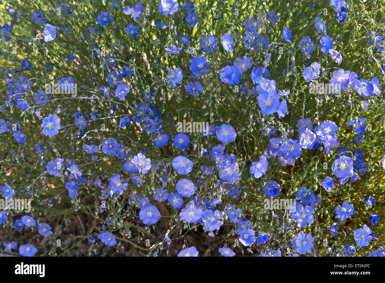 Flax plant flowering 'Linum grandiflorum' Stock Photo