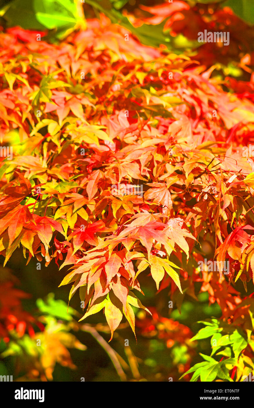 Painterly effect of colourful acer leaves in Autumn Stock Photo