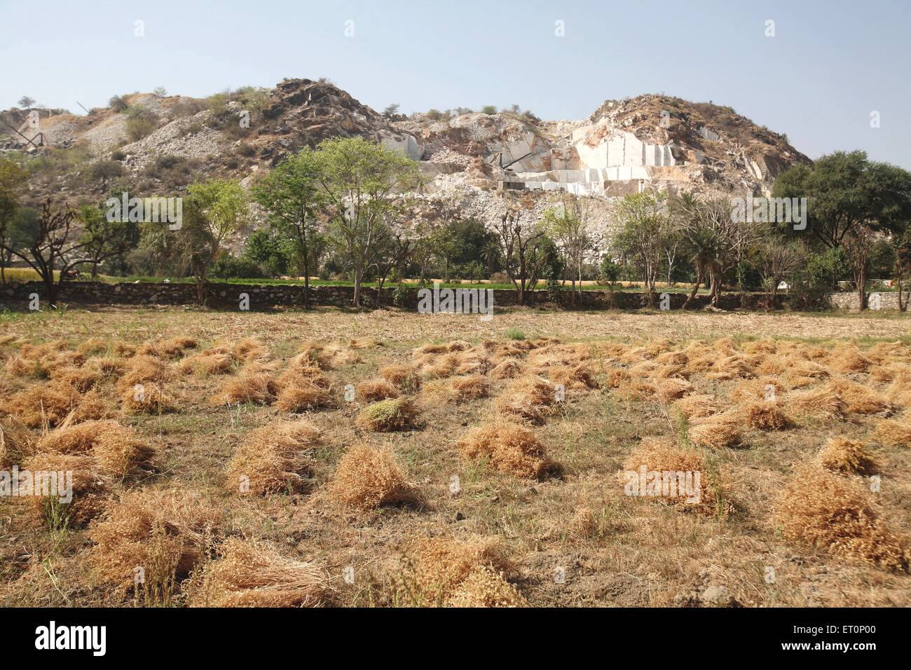 Harvested wheat in field ; Rajasthan ; India Stock Photo