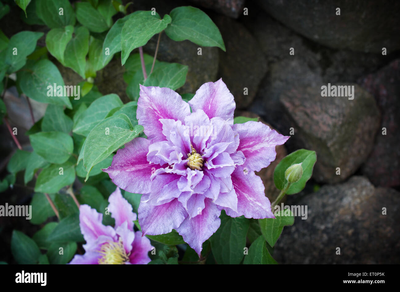 Beautiful pink clematis cultivar 'Piilu' Stock Photo