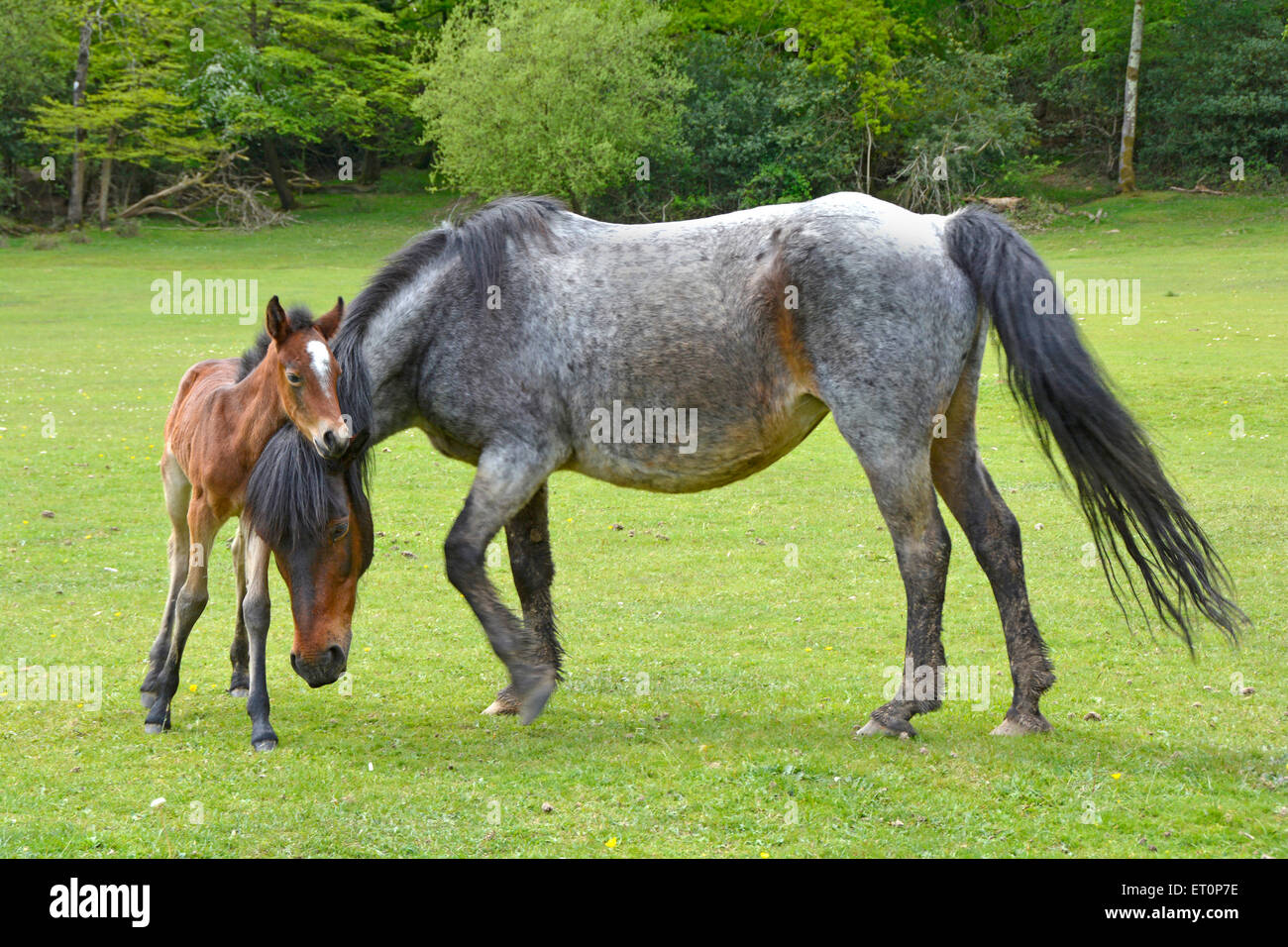 New Forest national park new born foal posing with Mare in free roaming grass field Swan Green Hampshire England UK Stock Photo