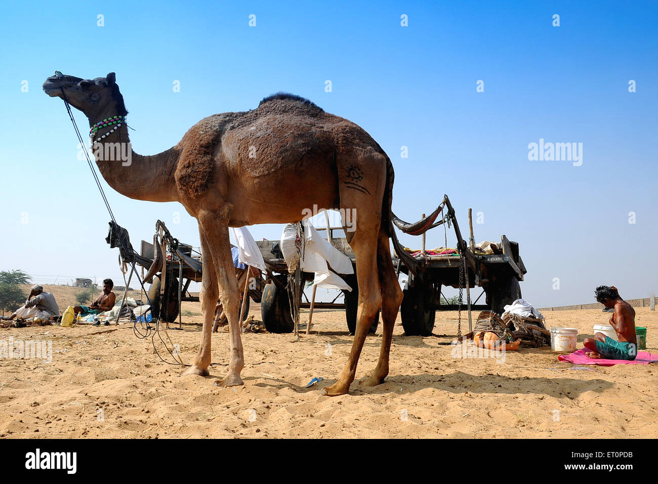 Camel and villagers in Pushkar fair ; Pushkar ; Rajasthan ; India Stock Photo