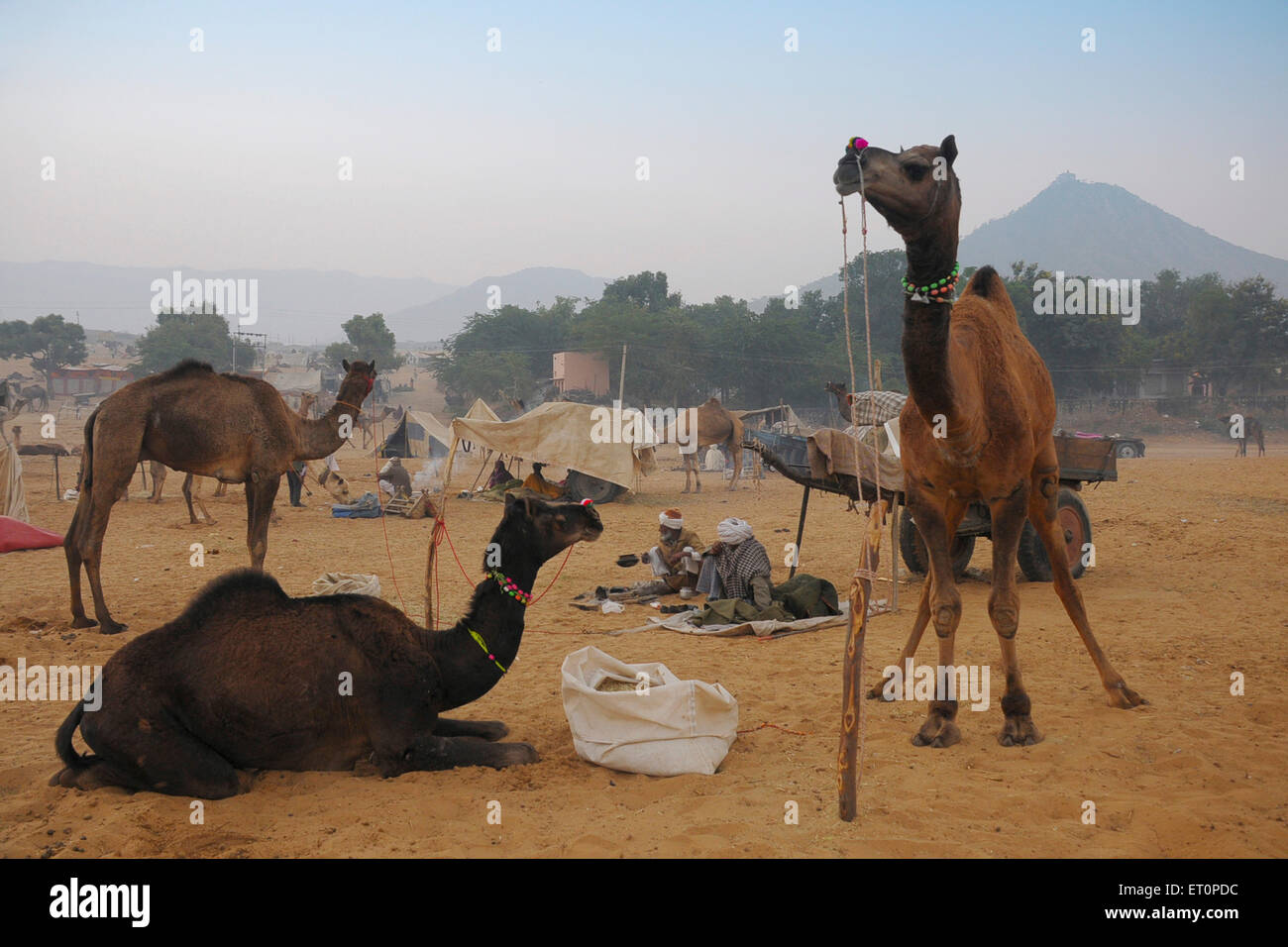 Camels and villagers in Pushkar fair ; Pushkar ; Rajasthan ; India Stock Photo