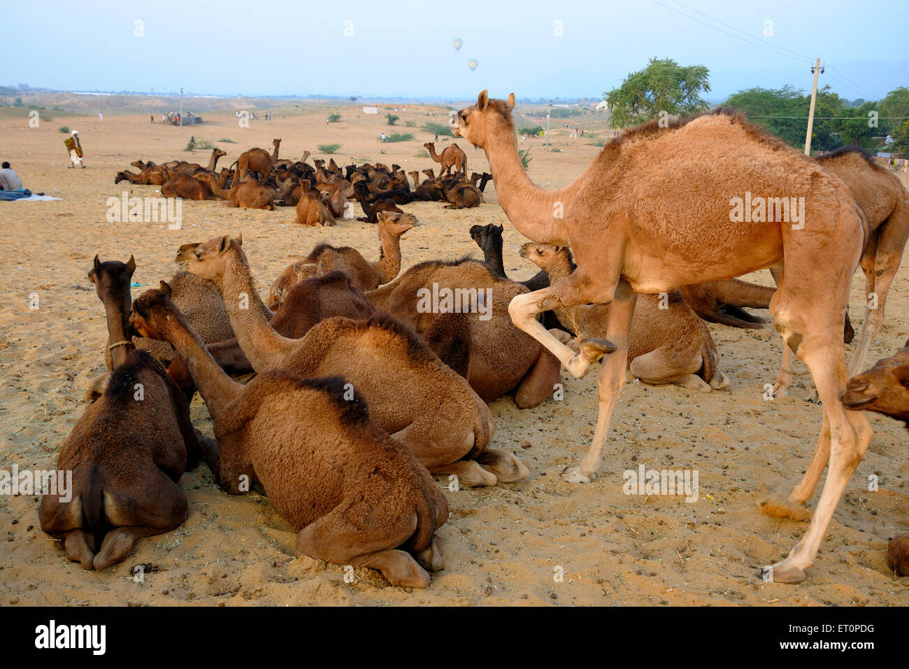 Camels in Pushkar fair ; Pushkar ; Rajasthan ; India Stock Photo