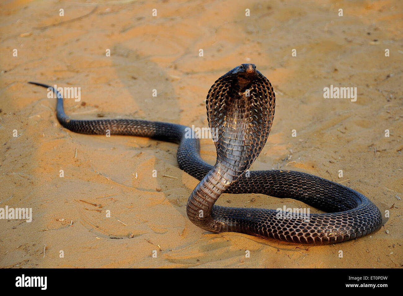 Cobra, hood open, Indian cobra, spectacled cobra, Asian cobra, binocellate cobra, snake, reptile, Naja naja, Pushkar, Rajasthan, India Stock Photo