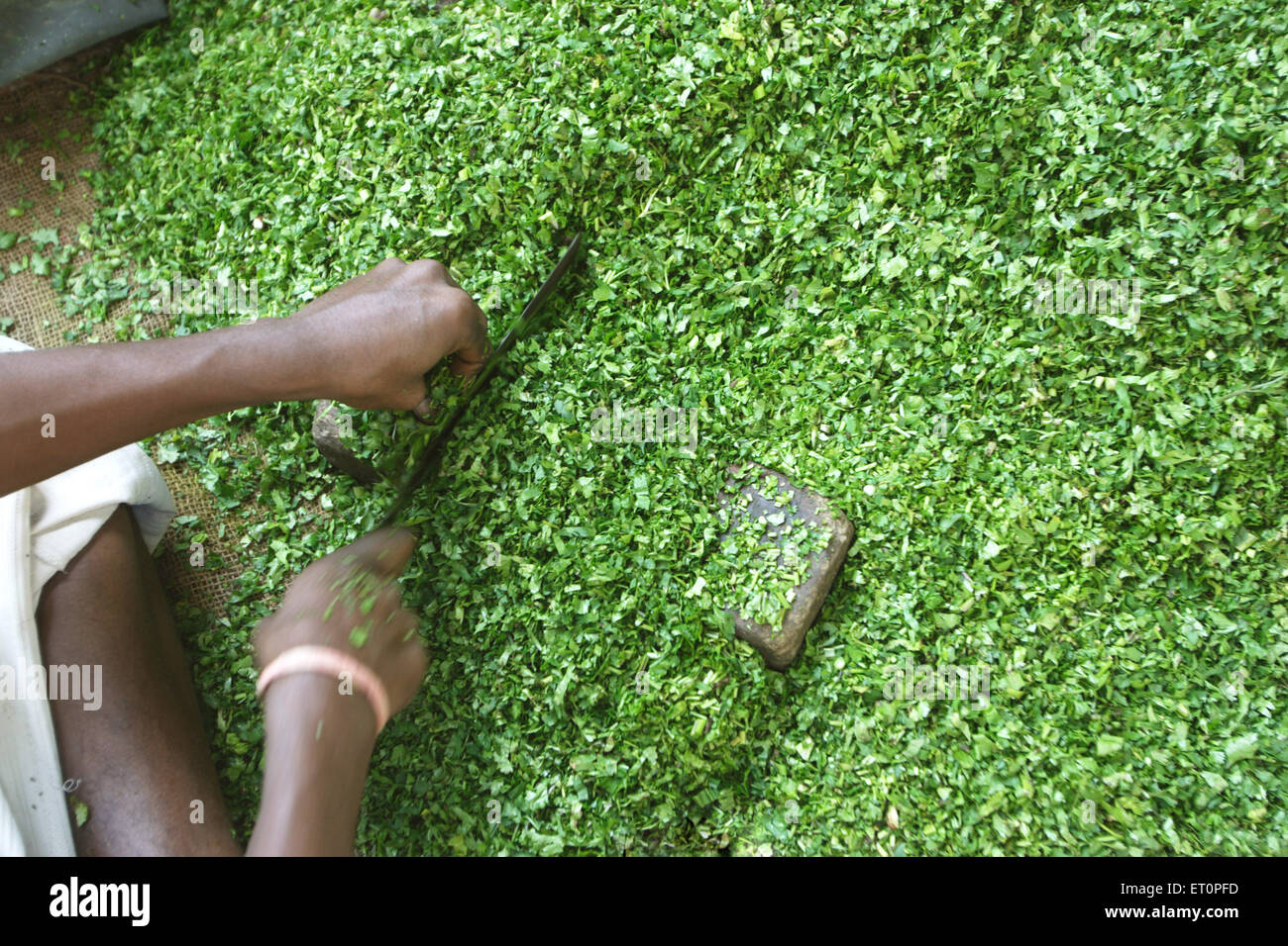 Man chopping coriander, Nagpur, Maharashtra, India Stock Photo