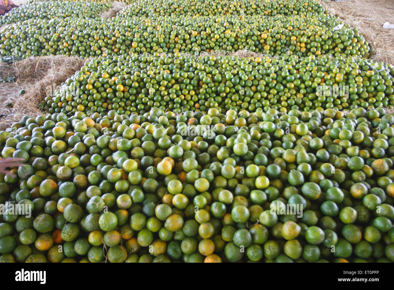 Fruits ; oranges ; Nagpur ; Maharashtra ; India Stock Photo Alamy