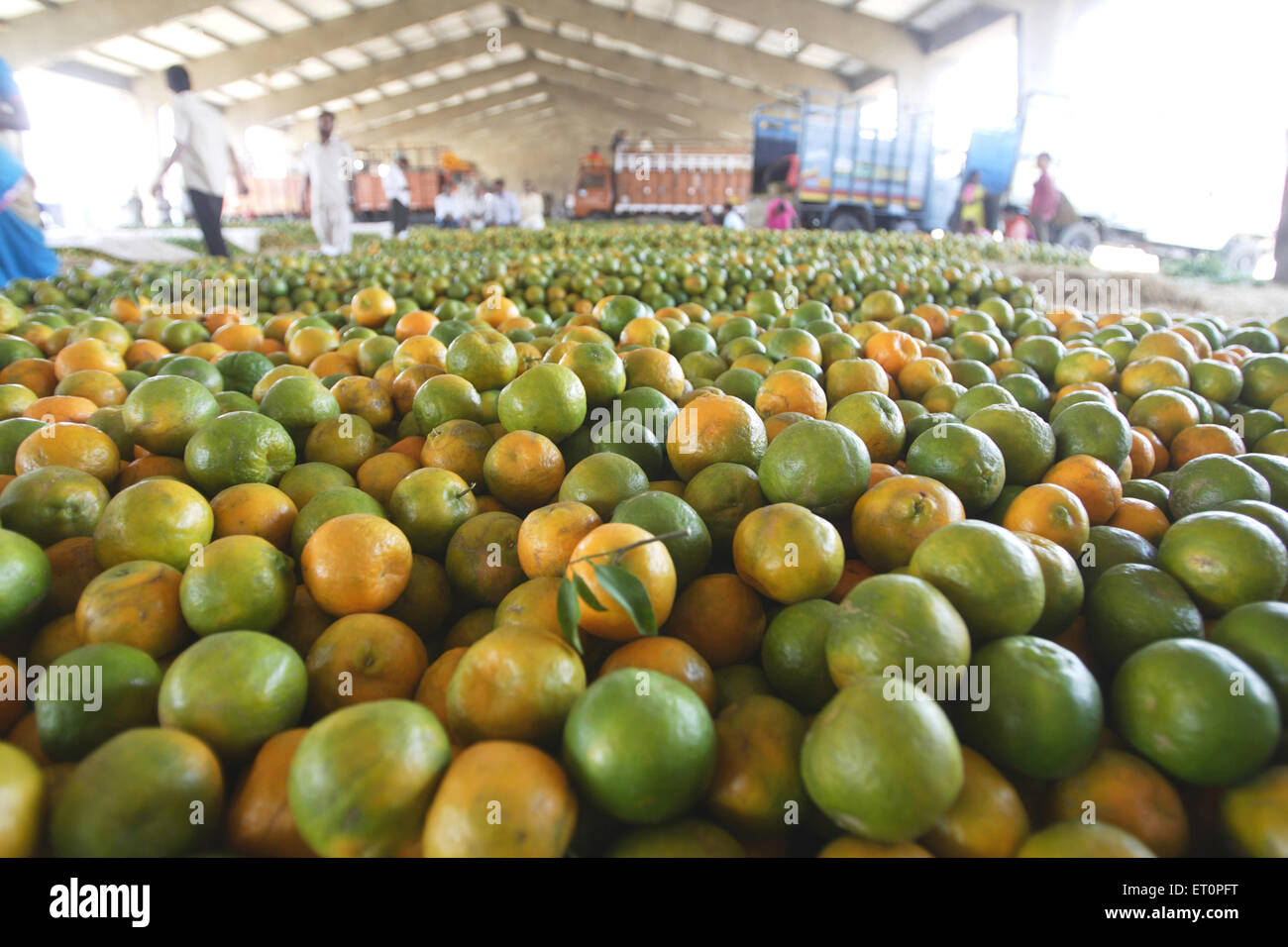 Nagpur orange hires stock photography and images Alamy