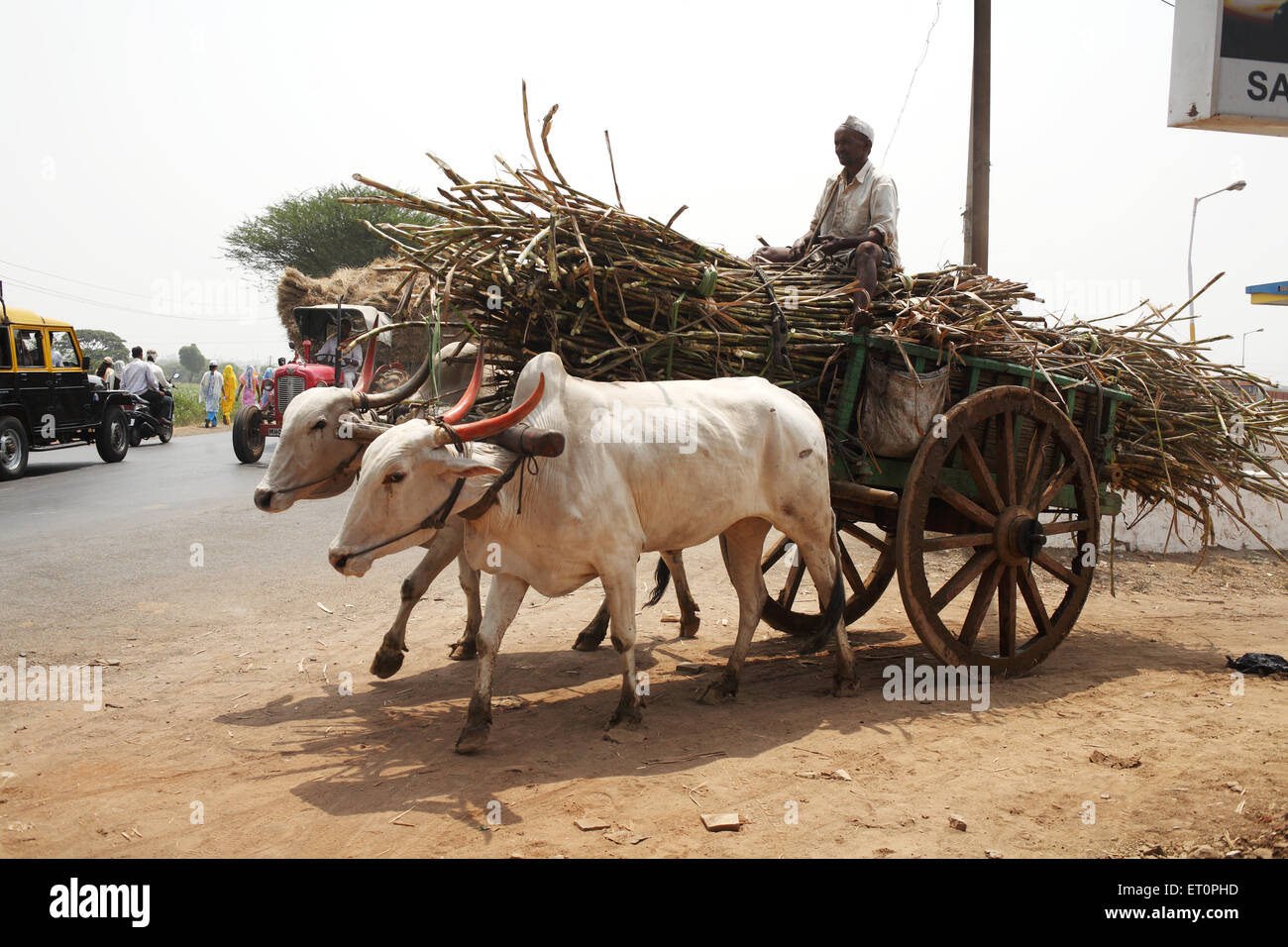 Farmer with sugarcane on a bullock cart ; Kolhapur ; Maharashtra ; India Stock Photo