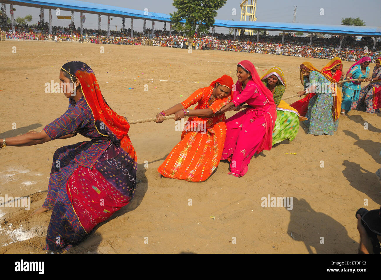 Rajasthani ladies playing tug of war game in Pushkar fair ; Rajasthan ; India Stock Photo