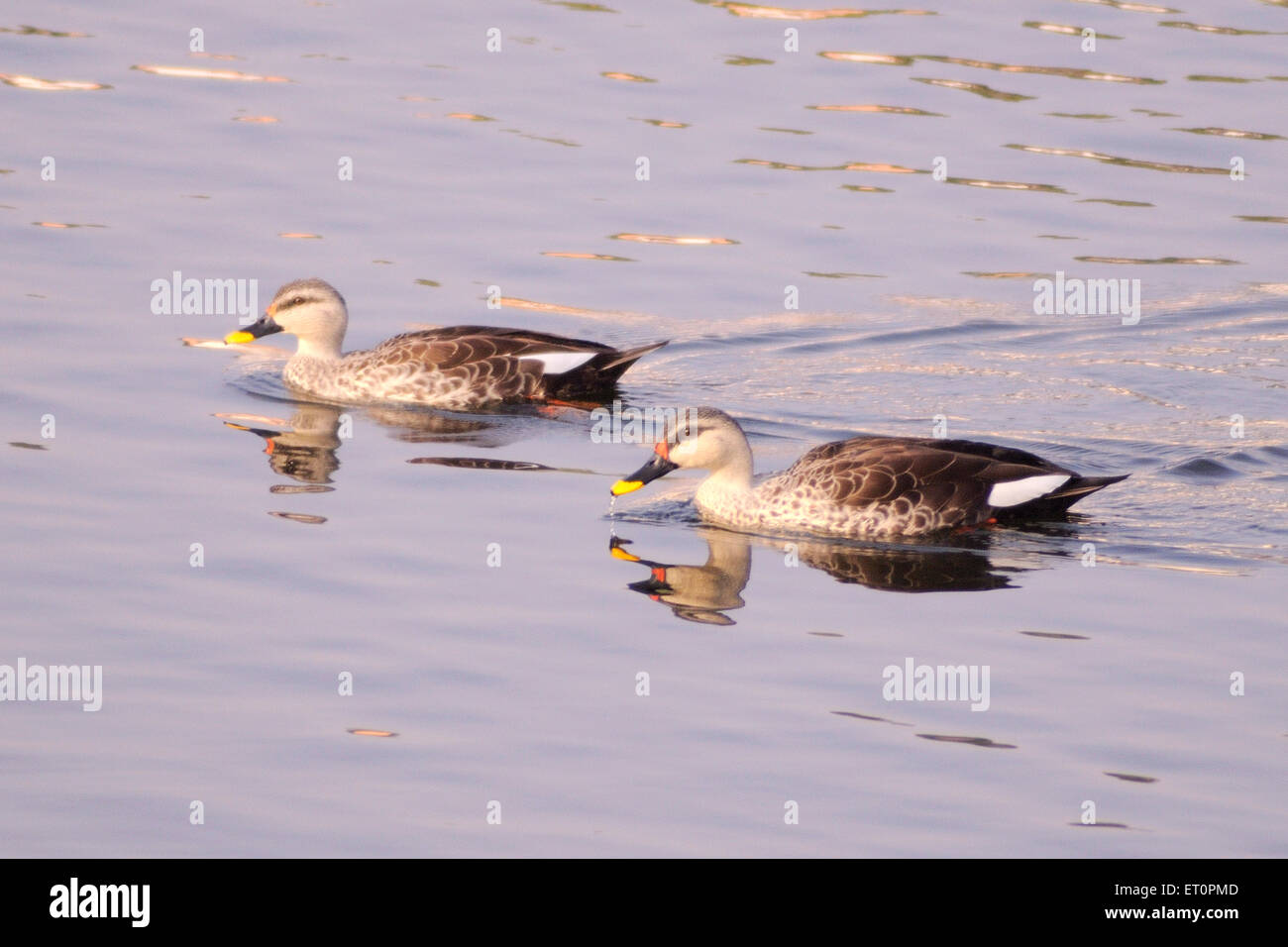 Birds ; spot billed duck anas poecilorhyncha pair swimming in pond ; Bharatpur ; Rajasthan ; India Stock Photo