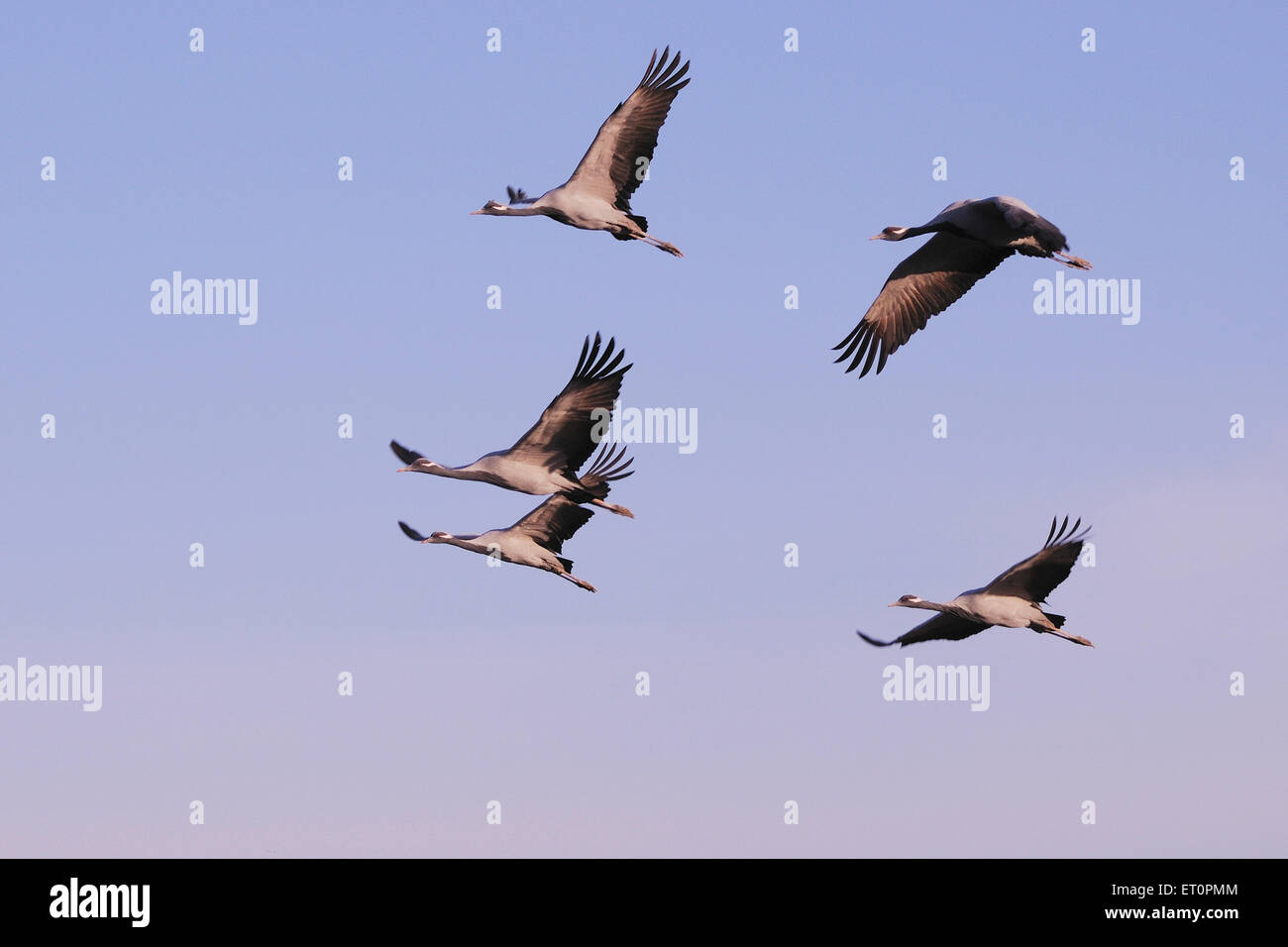 Demoiselle crane flock ; grus virgo flying in sky ; Khichan ; Phalodi ; Jodhpur ; Rajasthan ; India ; Asia ; Asian ; Indian Stock Photo