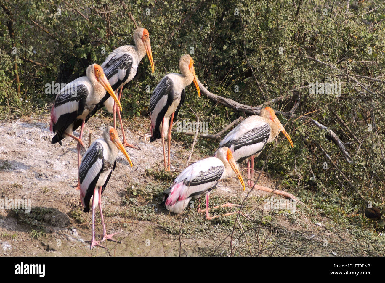 painted stork birds, Mycteria leucocephala, Bharatpur Bird Sanctuary, Keoloadev National Park, Bharatpur, Rajasthan, India Stock Photo