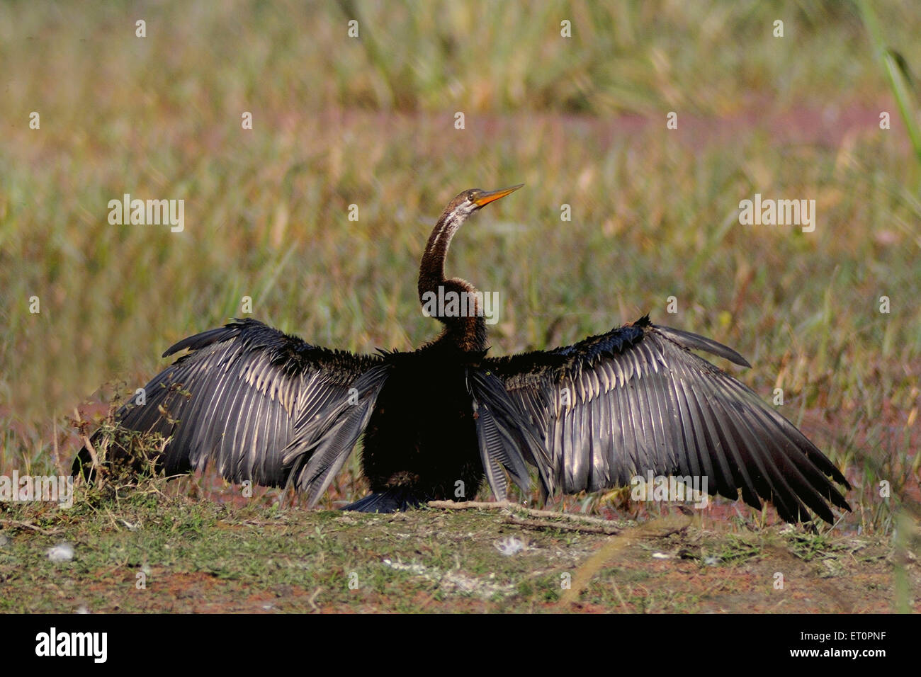 Birds ; snake bird or darter anhinga melanogaster spreading feathers ; Bharatpur ; Rajasthan ; India Stock Photo