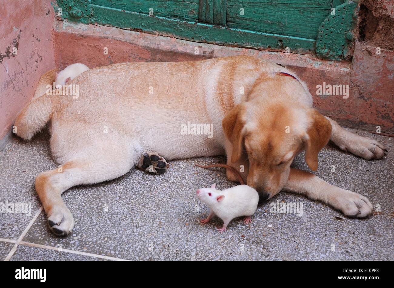 Dog and white rat mice mouse playing ; Jodhpur ; Rajasthan ; India Stock Photo