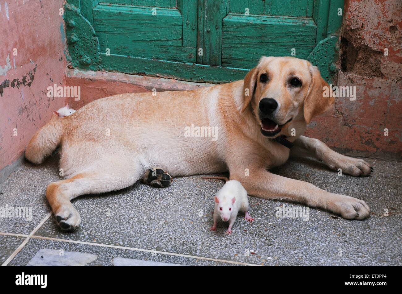 Dog and white rat mice mouse playing together ; Jodhpur ; Rajasthan ; India Stock Photo