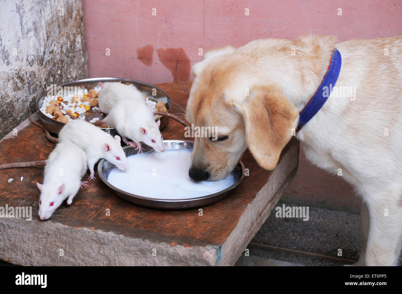Dog and white rats are drinking milk like friends Jodhpur Rajasthan India Stock Photo