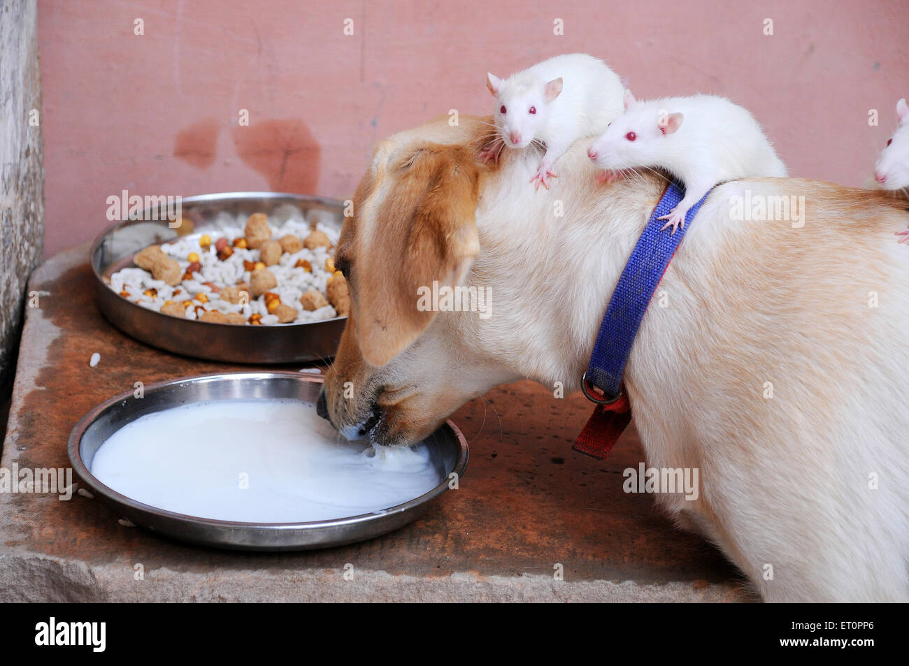 Dog and white rats are drinking milk like friends ; Jodhpur ; Rajasthan ; India Stock Photo