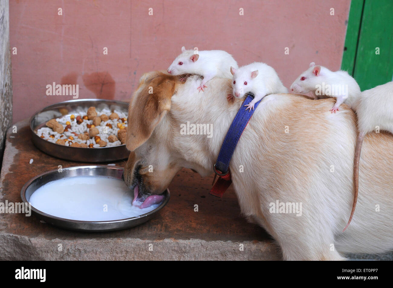 A dog and white rats are drinking milk like friends ; Jodhpur ; Rajasthan ; India Stock Photo