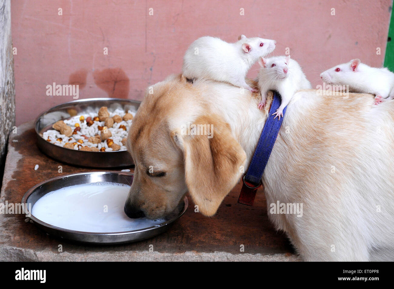 Dog and white rats drinking milk like friends ; Jodhpur ; Rajasthan ; India Stock Photo