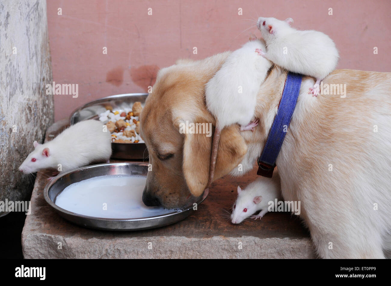 A dog and white rats are drinking milk like friends ; Jodhpur ; Rajasthan ; India Stock Photo