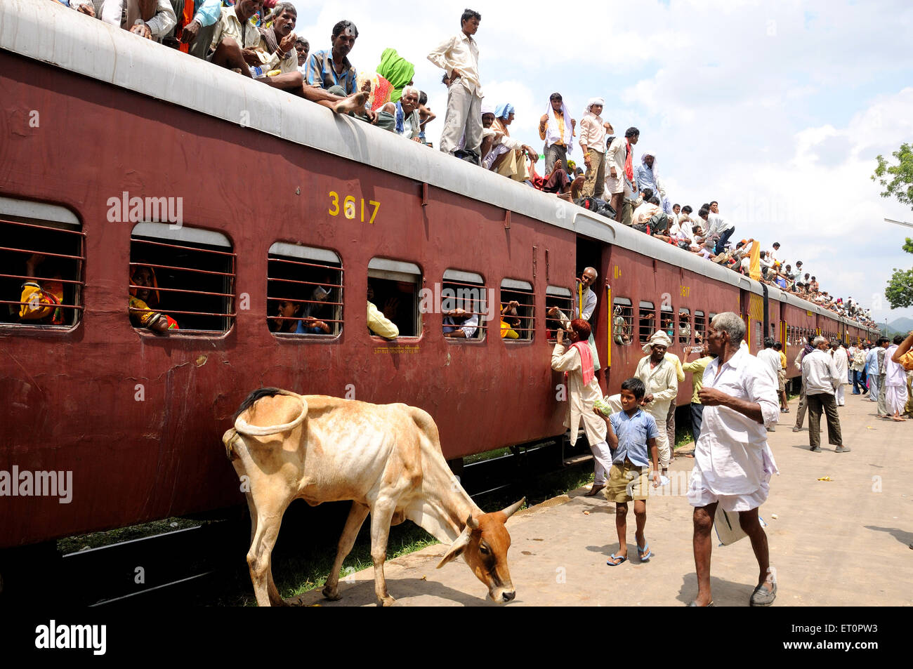 People sitting on train roof, cow on platform, Marwar railway station,  Pali, Rajasthan, India, Asia Stock Photo