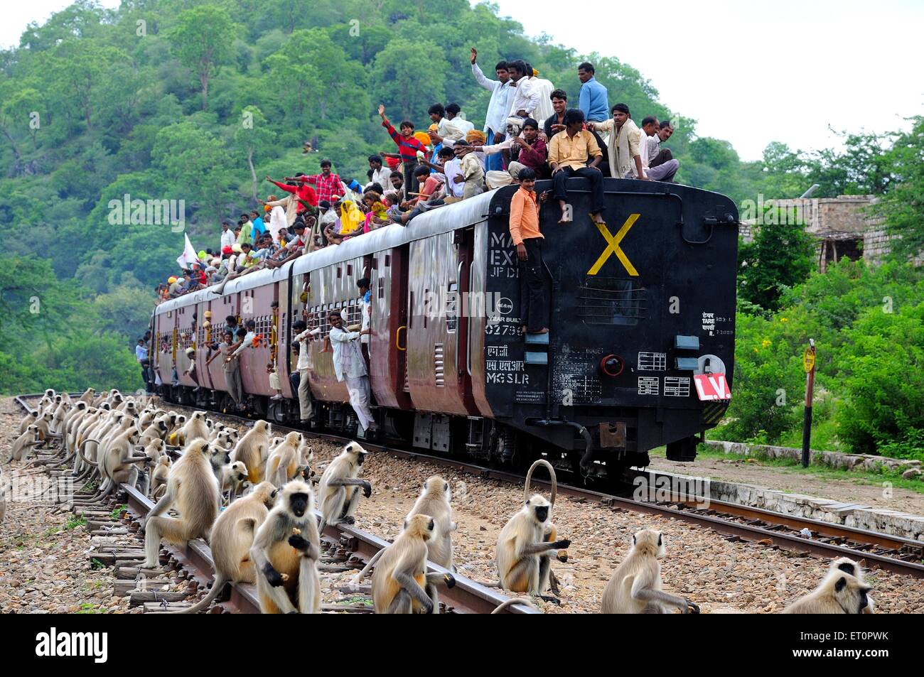 People taking risk while traveling on roof of train lots of monkeys sitting on track ; Rajasthan ; India Stock Photo