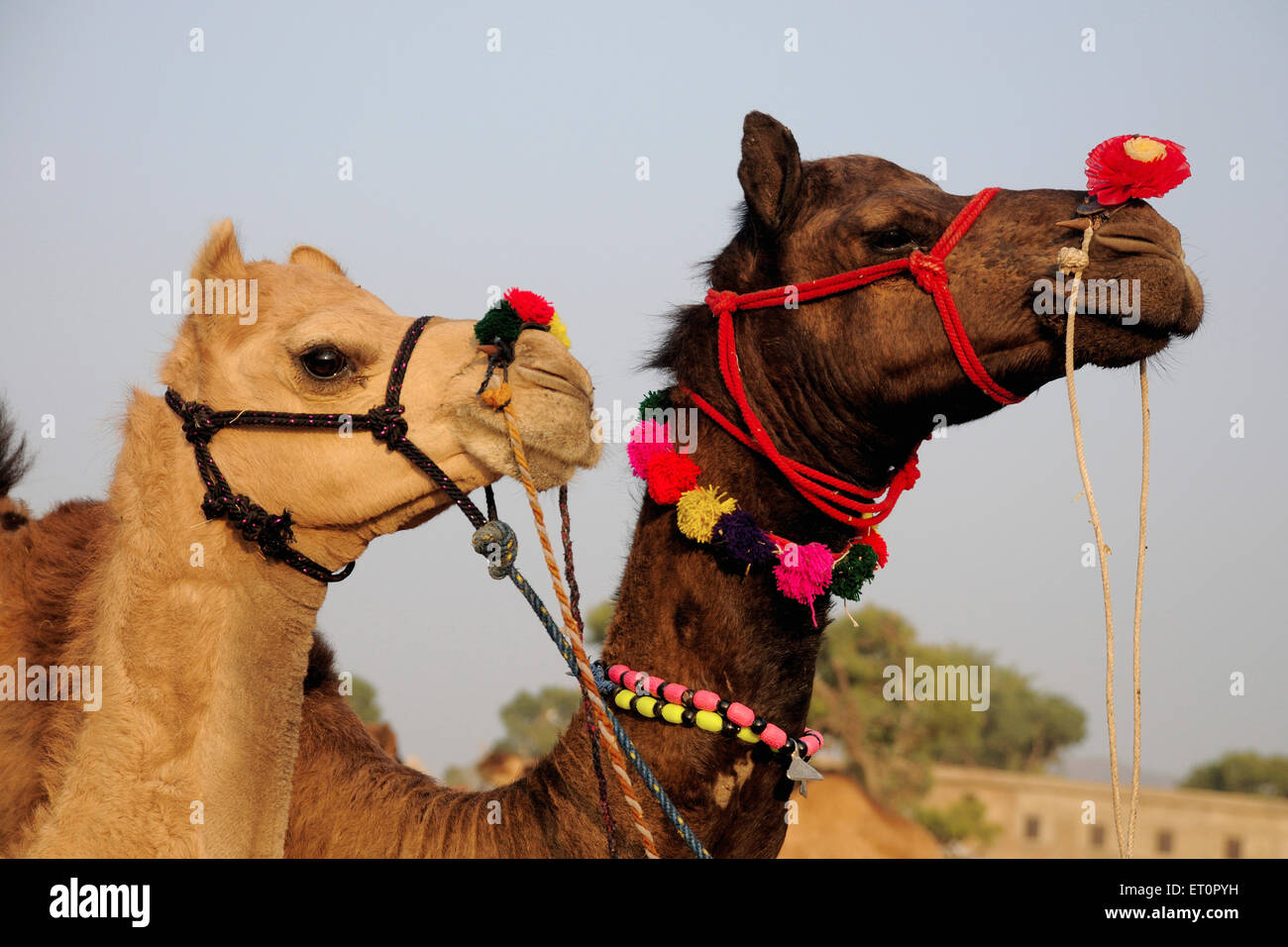 Pair Of Camels In Different Colours Pushkar Fair Rajasthan Stock Photo Alamy