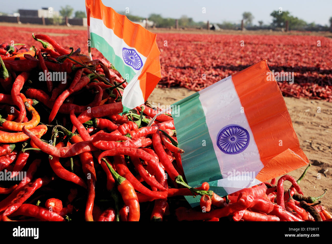 Indian national flags with red chillies ; Matahnia ; Jodhpur ; Rajasthan ; India Stock Photo