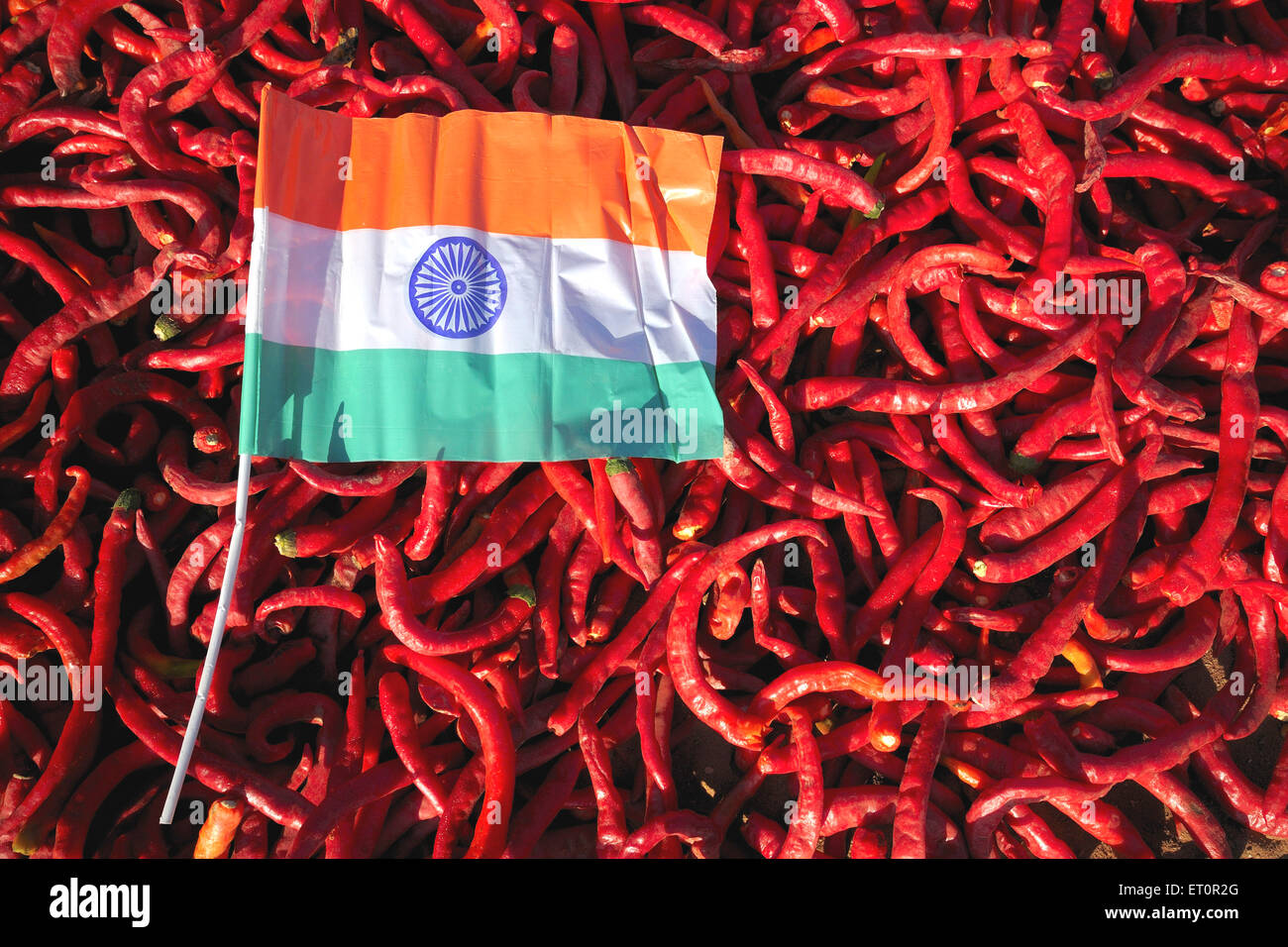 Red chillies in background of Indian national flag ; Mathania ; Jodhpur ; Rajasthan ; India Stock Photo