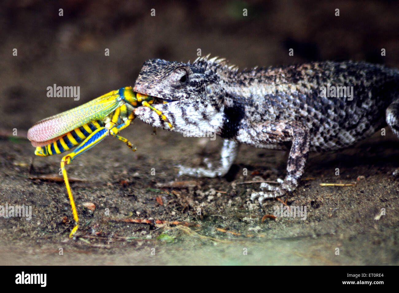 Chameleon eating grasshopper ; Jodhpur ; Rajasthan ; India Stock Photo